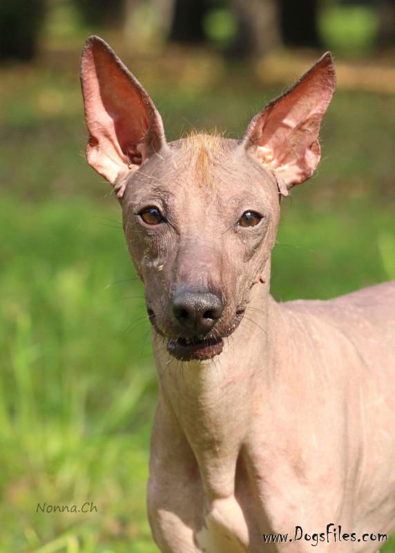 Pedigree database Peruvian Hairless Dog