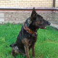 DEIMOND BLACK MARINCHUK K-9 DEIMOND BLACK MARINCHUK K-9