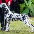 SPOTDOG'S INSTANT IMPACT