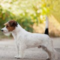 LOVELY-ORANGE TEODOR LOVELY-ORANGE TEODOR