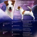 LOVELY-ORANGE HOT SHOT LOVELY-ORANGE HOT SHOT