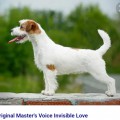 ORIGINAL MASTER'S VOICE INVISIBLE LOVE