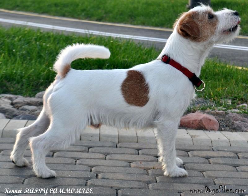 jack russell terrier fogyni