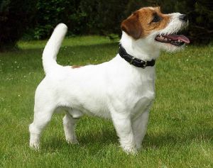 jack russell terrier fogyni