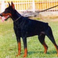ASTOR DEL CITONE
