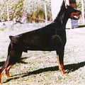 NINJO V. NORDEN STAMM