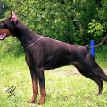 MIRAKEL в. д. RAUBERHOHLE MIRAKEL в. д. RAUBERHOHLE