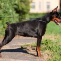 NAYADA ИЗ СЛАВНОЙ СТАИ NAYADA ИЗ СЛАВНОЙ СТАИ