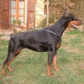 ИНДИАНА DEL DIAMANTE NERO ИНДИАНА DEL DIAMANTE NERO
