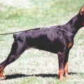 ИНДИЯ DEL DIAMANTE NERO ИНДИЯ DEL DIAMANTE NERO