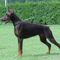 WALLIS NIKI OF TANDERBERG