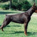 SMART WOOD HILLS EBONY