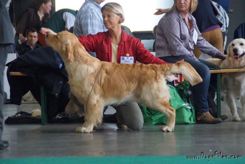 standfast golden retriever pedigree database linigor pied piper at meiepere 187 pedigree database golden retriever standfast golden retriever pedigree database linigor pied piper at meiepere 187 pedigree database golden retriever