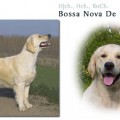 BOSSA NOVA DE RIA VELA