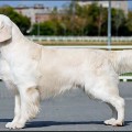 DEWMIST SANDOLIANO