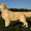 DEWMIST SANDARELLA
