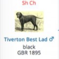 TIVERTONS BEST LAD