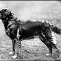 REINE OF WOOLLEY