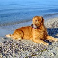 KINGO SHINING GOLD KINGO SHINING GOLD