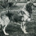 CORNELIUS