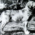 COLIN OF ROSECOTT