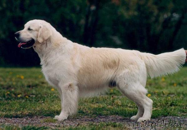 standfast golden retriever pedigree database tasvane charles henry 187 pedigree database golden retriever standfast golden retriever pedigree database tasvane charles henry 187 pedigree database golden retriever