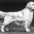 STIRCHLEY SAXON