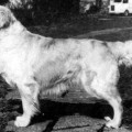 NORTONWOOD FOREGOER
