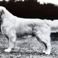 LINCHAEL CARTIER OF GLOI