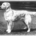 WHAMSTEAD EMERALD