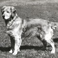 CAMROSE TALLYRAND OF ANBRIA