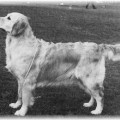 CAMROSE PRUELLA OF DAVERN