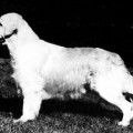 NINELL RAMBRUEN