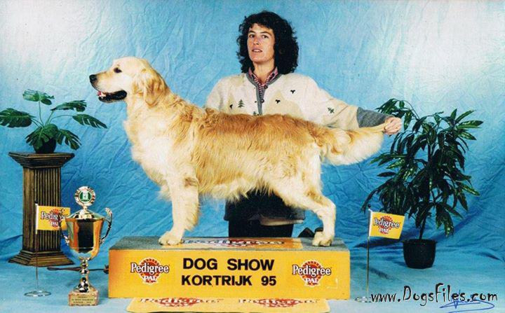 golden retriever pedigree database cinmarsh cassanova 187 pedigree database golden retriever golden retriever pedigree database cinmarsh cassanova 187 pedigree database golden retriever