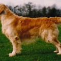 CINMARSH CASSANOVA