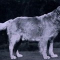 GILDER
