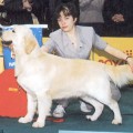 CAMILO GOLDEN OF FRANCO'S VALLEY