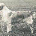 STALYHILLS MISS AVENGER OF AMIRENE