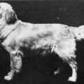 PIPPA OF WESTLEY