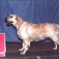 ADEL      -1998-VOZHZHOVA-