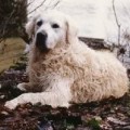 KIPLING'S BEAU BRUMMEL