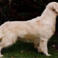 LISLONE KALLAN