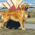 AFFI JULIE RETRIEVER