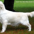 HAVE YOU MET MISS JONES AV VERVIK