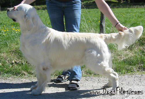 standfast golden retriever pedigree database dasty golden daffodil 187 pedigree database golden retriever standfast golden retriever pedigree database dasty golden daffodil 187 pedigree database golden retriever