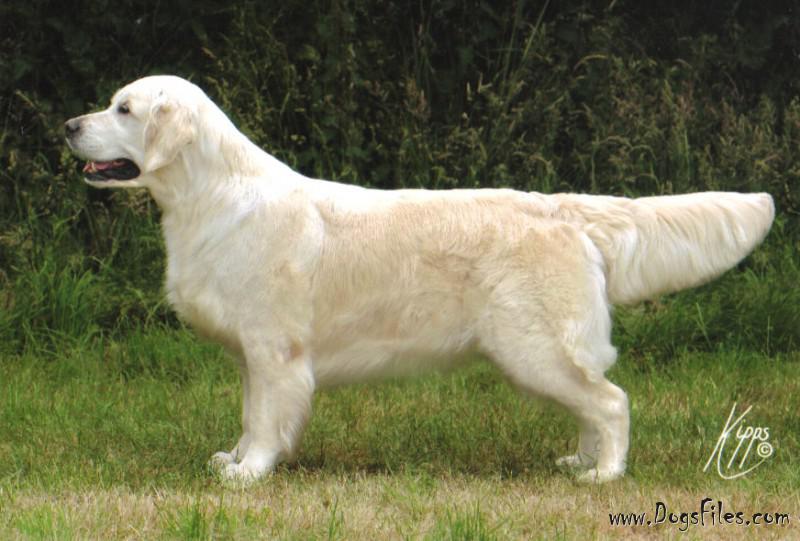 golden retriever pedigree database elswood the highlander 187 pedigree database golden retriever golden retriever pedigree database elswood the highlander 187 pedigree database golden retriever