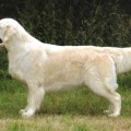 REMINGTON REQUISITE OF RAMCHAINE