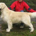 HOLLYGOLD APRILSTORM