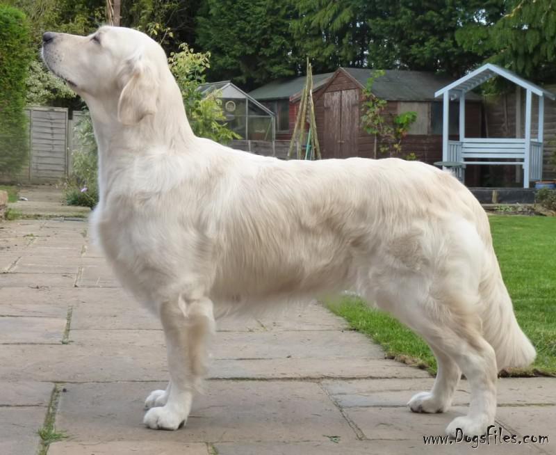 standfast golden retriever pedigree database floprym rivaldo 187 pedigree database golden retriever standfast golden retriever pedigree database floprym rivaldo 187 pedigree database golden retriever