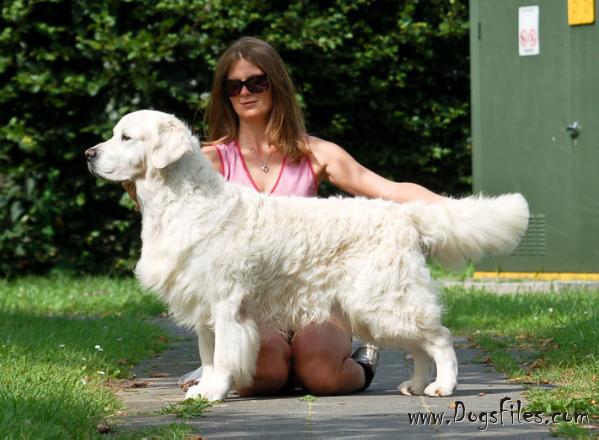 dewmist golden retrievers dewmist serrano 187 pedigree database golden retriever dewmist golden retrievers dewmist serrano 187 pedigree database golden retriever